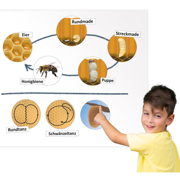 Lebenszyklus und Kommunikation der Honigbiene (magnetisch)