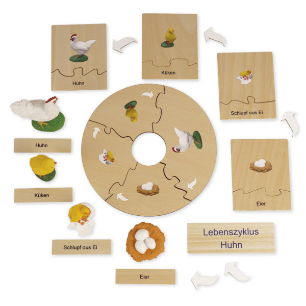 TimeTEX Lebenszyklus eines Huhns, in Holzbox "Montessori Premium"
