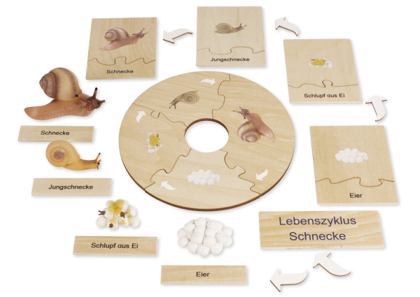 TimeTEX Lebenszyklus einer Schnecke, in Holzbox "Montessori Premium"