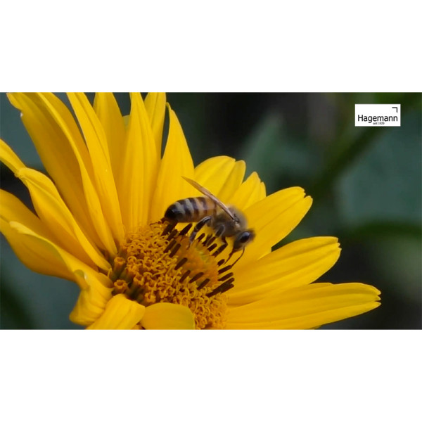 Hagemann Lehrfilm Die Welt der Wild- und Honigbienen