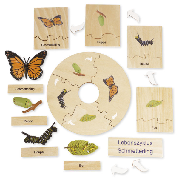 TimeTEX Lebenszyklus eines Schmetterlings, in Holzbox "Montessori Premium"