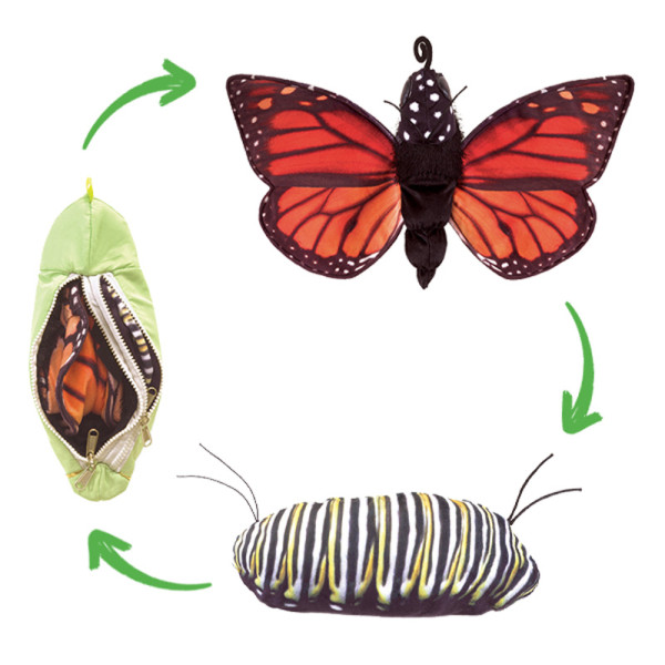 Wendepuppe: Lebenszyklus Schmetterling