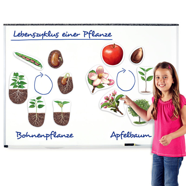Lebenszyklus Apfel und Bohne (magnetisch)