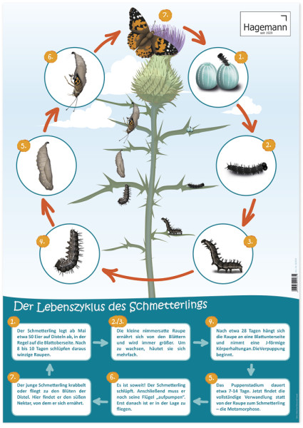 Lebenszyklus-Poster Schmetterling