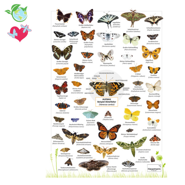 Hagemann Bestimmungstafel Schmetterlinge
