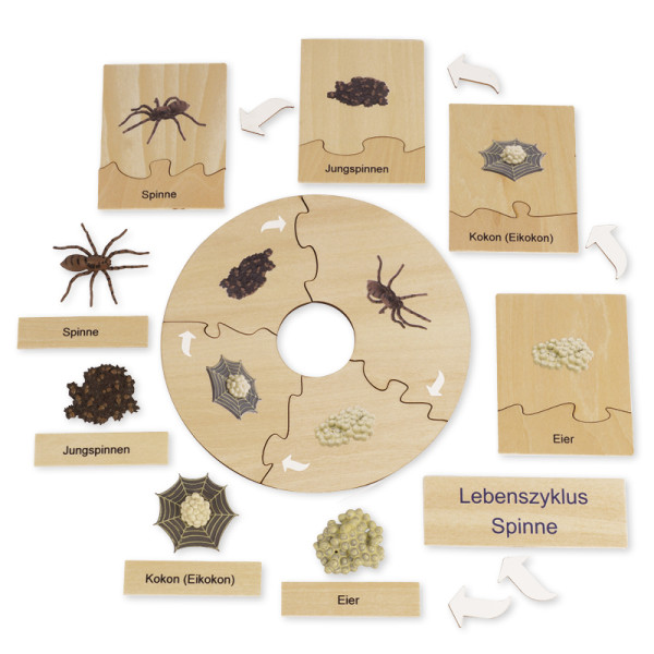 TimeTEX Lebenszyklus einer Spinne, in Holzbox "Montessori Premium"