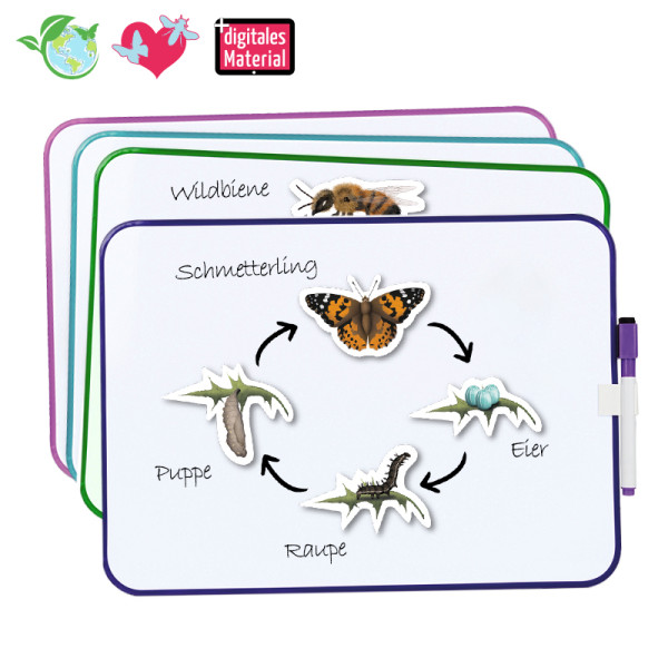 Lebenszyklus-Lernset Schmetterlinge & Co