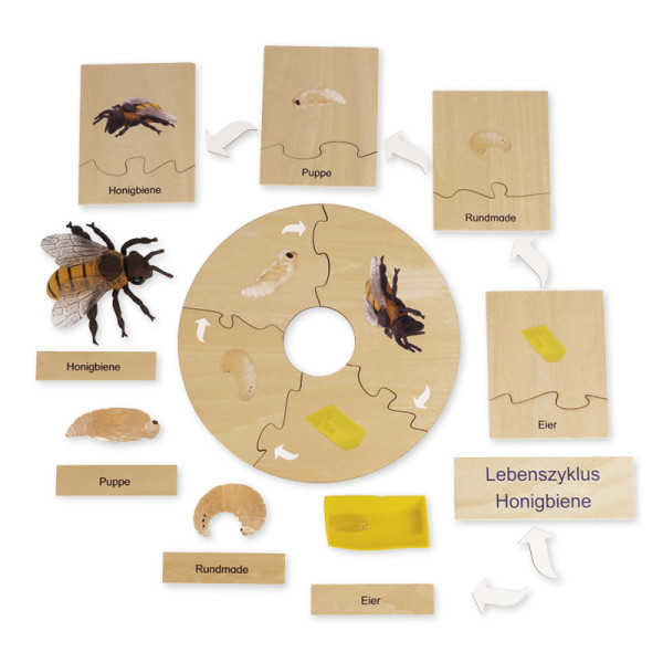 TimeTEX Lebenszyklus einer Honigbiene, in Holzbox "Montessori Premium"