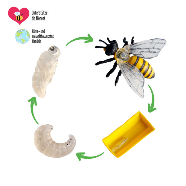 Hagemann Lebenszyklus der Honigbiene (Modelle)