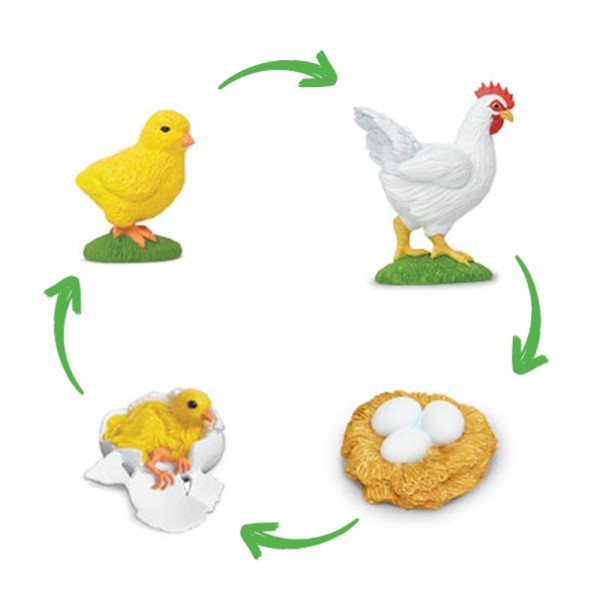 Lebenszyklus Huhn (Modelle)